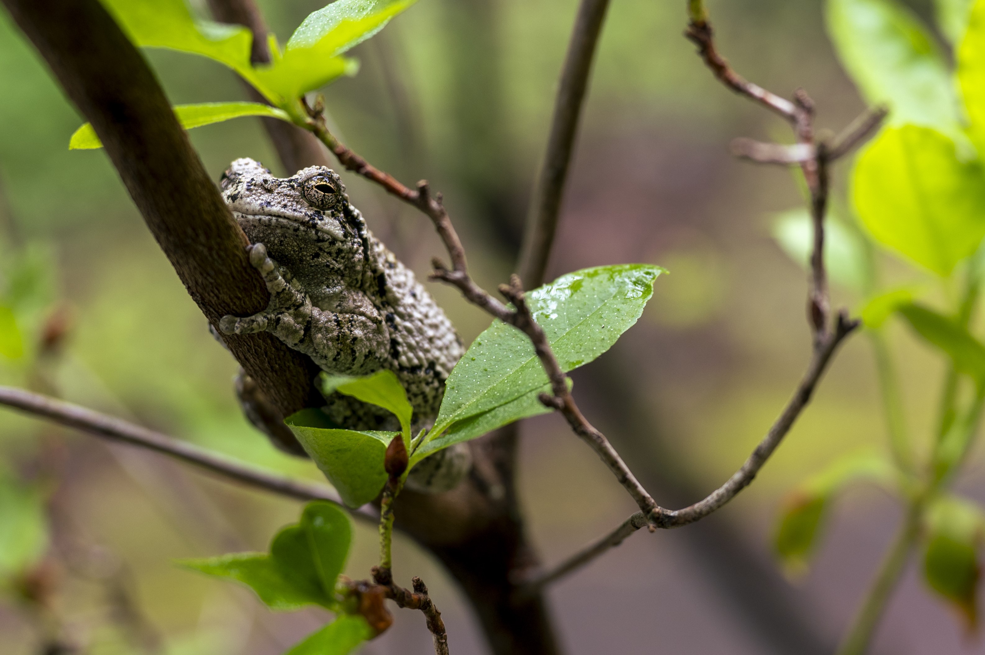 Frog on branch